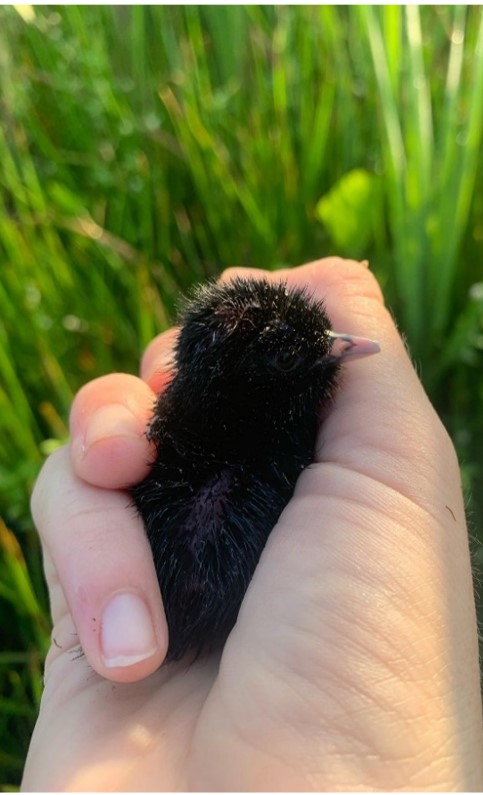 King Rail chick by Jess Novobilsky.