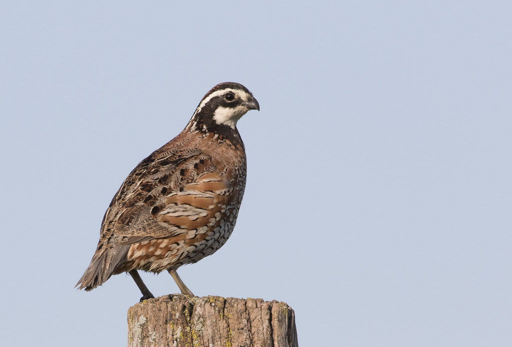 'Northern Bobwhite, Bento Co., IN' by Caleb Putnam is licensed with CC BY-NC 2.0.
