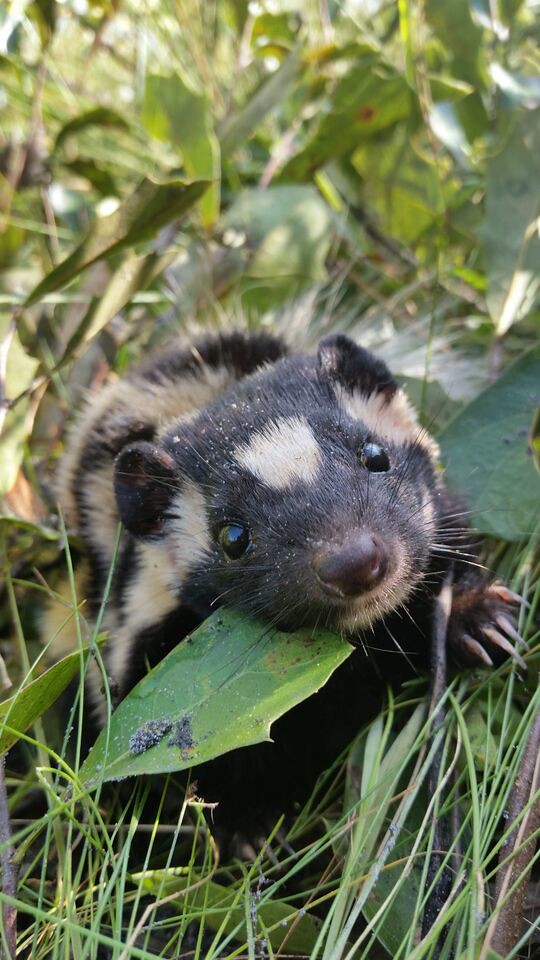 'Eastern spotted skunk' by FWC Research is licensed with CC BY-NC-ND 2.0.
