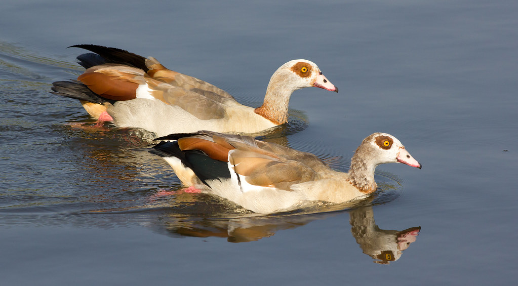 'A pair of Egyptian Geese on Norfolk's river Yare at Brundall' by Ian-S is licensed with CC BY-NC 2.0.