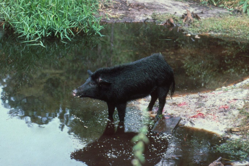 'Feral hog by water' by Florida Fish and Wildlife licensed with CC BY-NC 2.0.