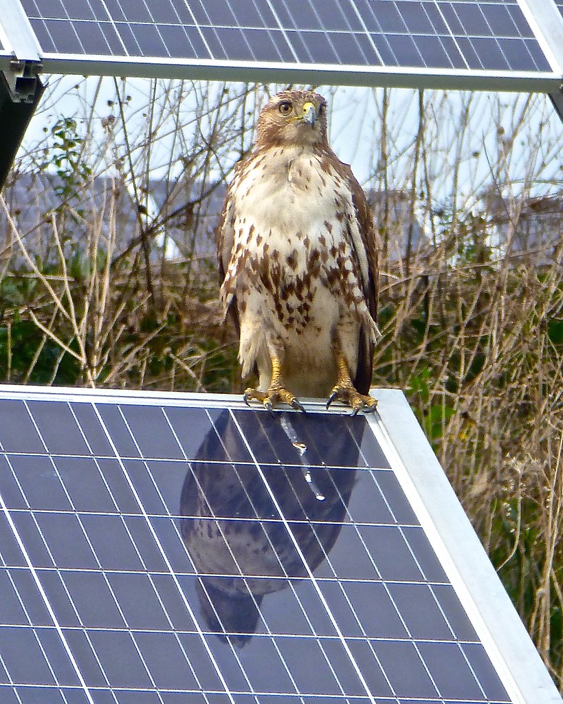 'Hawk, reflection in solar array' by Tatiana12 is licensed under CC BY 2.0.