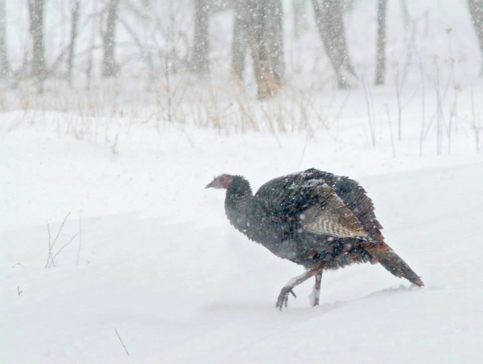 'Wild turkey in snow' by USFWS Headquarters is licensed under CC BY 2.0.